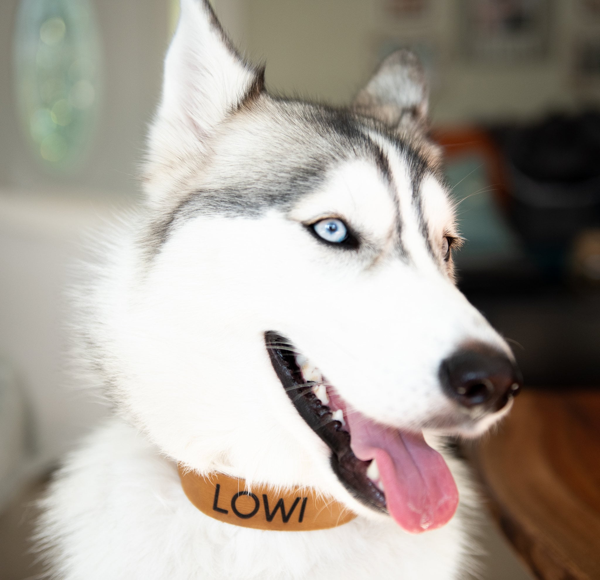 Personalized Distressed Leather Dog Collar With Metal Buckle