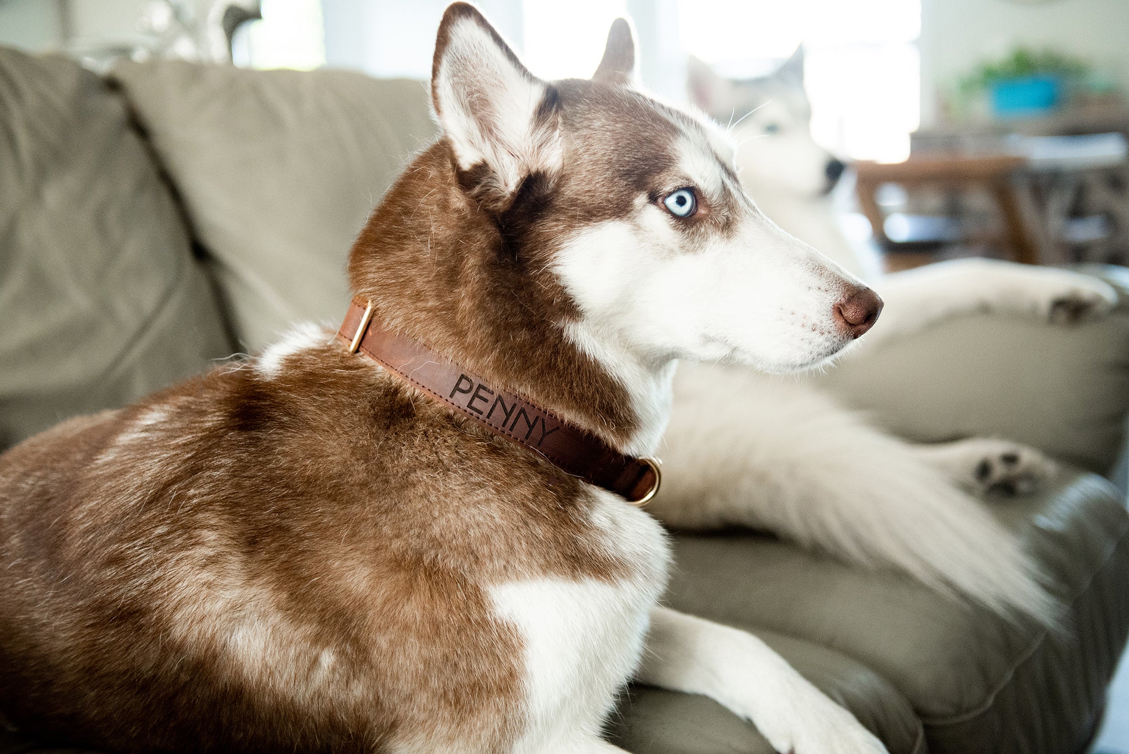Personalized Distressed Leather and Kevlar Dog Collar and Leash Set