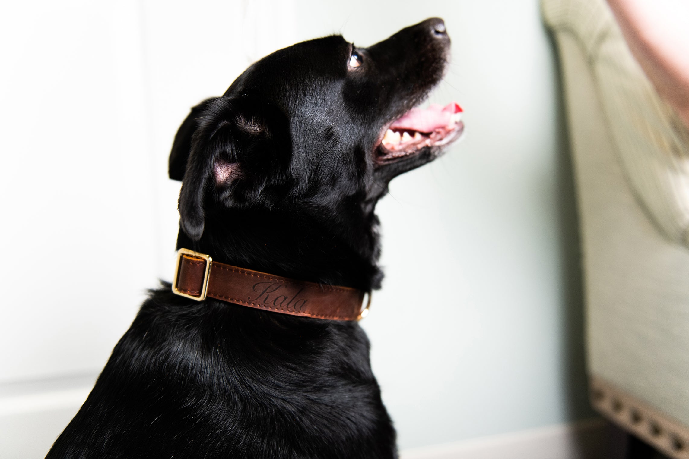 Personalized Distressed Leather and Kevlar Dog Collar and Leash Set