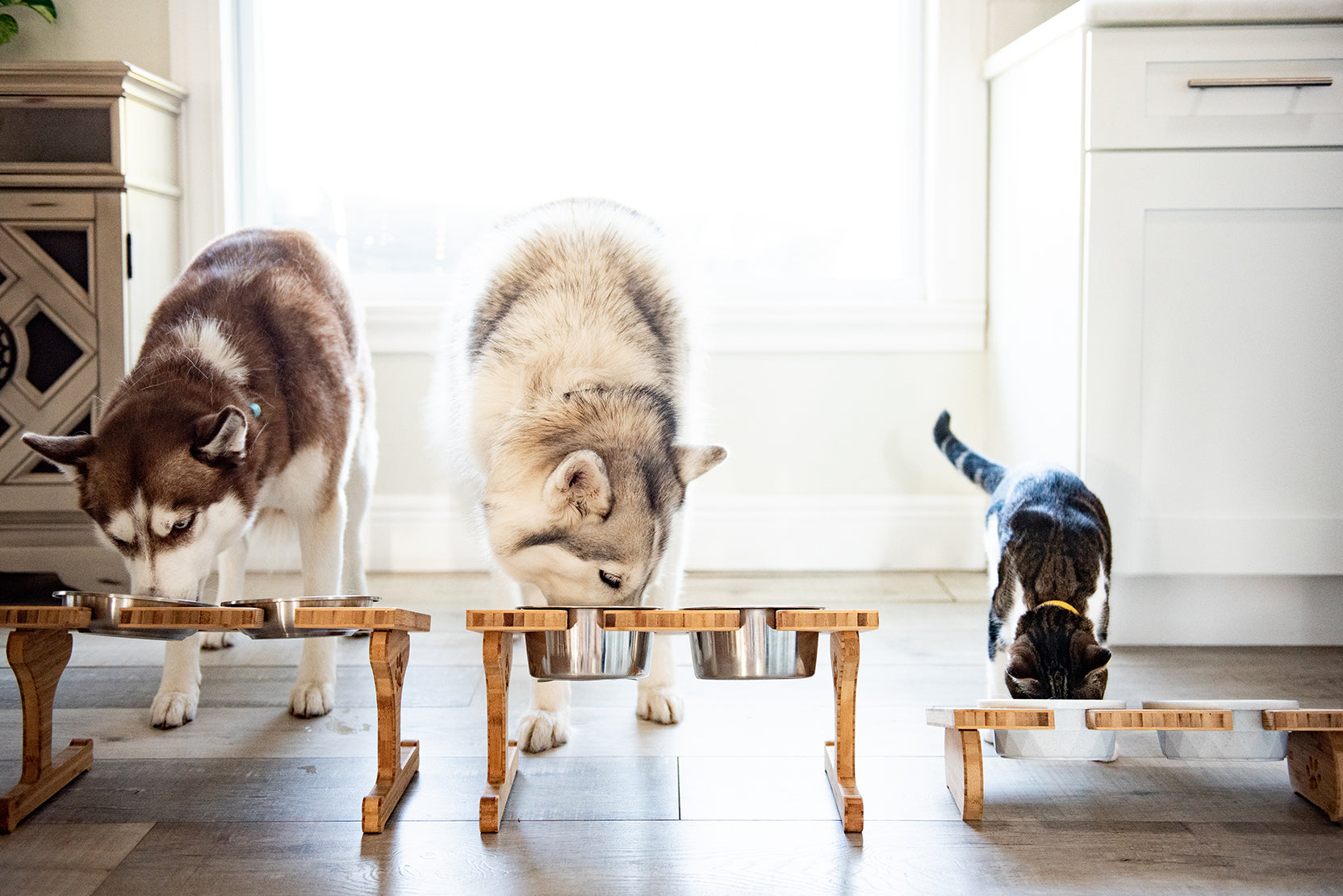 Personalized Wood Pet Bowl Stands